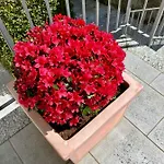 Lejlighedshotel Marenca 4*
