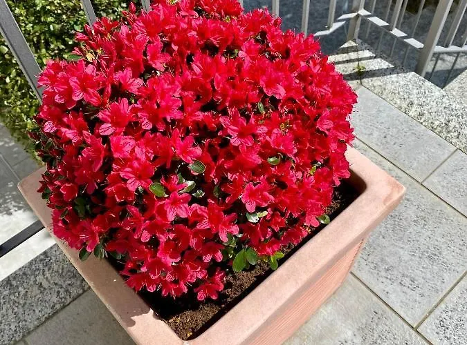 아파트호텔 Marenca 4*